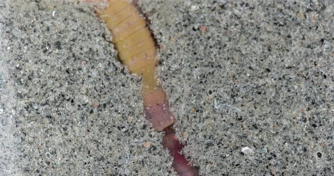 Worm Arenicola marina burrows into sandy bottom close-up, class Polychaeta. They inhabit the intertidal zone and dig holes in silty-sandy soil. White Sea