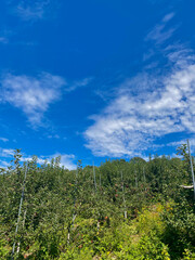 Obraz premium Apple orchard in autumn
