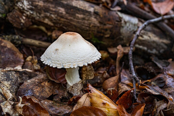 mushroom in the front of a tree