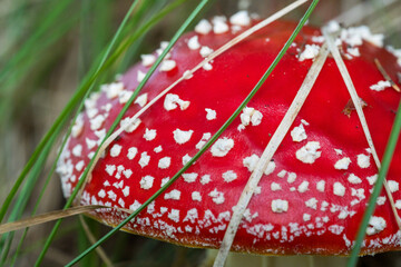 red mushroom - fly agaric 