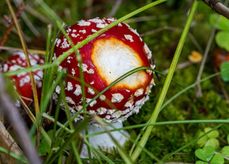 red mushroom - fly agaric 