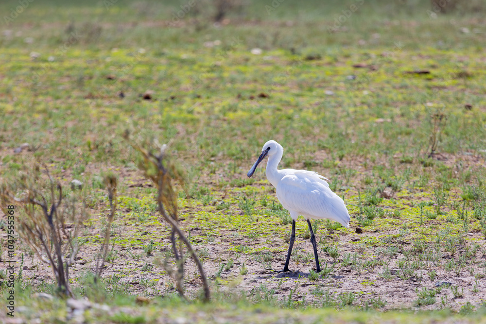 Poster Eurasian spoonbill goes on the grass