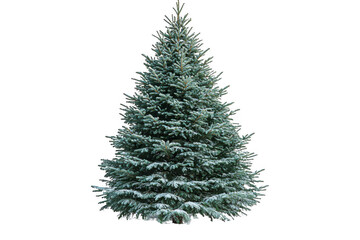 Fototapeta premium Red Balsam Fir Christmas tree isolated on transparent background, png file, no background png file