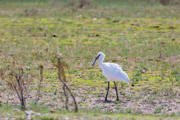 Eurasian spoonbill goes on the grass