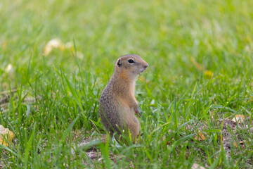 Speckled ground squirrel animal stands on its hind legs