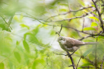 Male Common whitethroat sitting on a tree branch in spring
