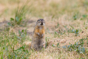 Speckled ground squirrel animal stands on its hind legs