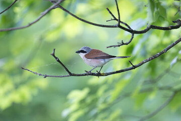 Great shrike sitting on a tree branch
