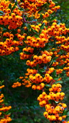 Fruchtschmuck des Feuerdorn