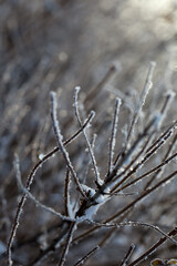 bare tree branches covered with frost and snow, close up, blurred background, cold but good mood