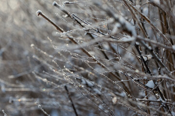 bare tree branches covered with frost and snow, close up, blurred background, cold but good mood