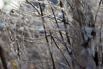 bare tree branches covered with frost and snow, close up, blurred background, cold but good mood