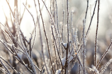 bare tree branches covered with frost and snow, close up, blurred background, cold but good mood