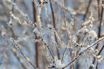 bare tree branches covered with frost and snow, close up, blurred background, cold but good mood