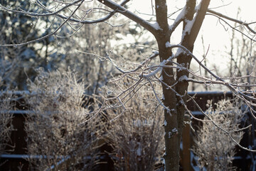 bare tree branches covered with sparkling frost in winter cold sunshine