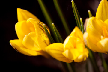 yellow spring crocuses in sunlight on blurred bare ground background