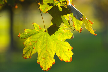 A closeup of vibrant green leaves shining in sunlight, showcasing autumn colors and intricate foliage details against a softly blurred background, creating a stunning natural scene