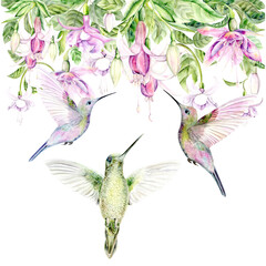 Drawing of a hummingbird and Fuchsia flowers. The watercolor illustration is hand drawn on a white background. Suitable for designs, cards and textiles.