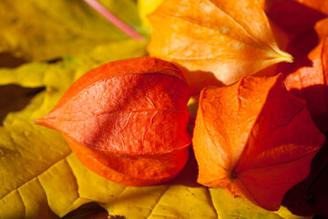 orange ripe physalis placed on a yellow maple leaf close up