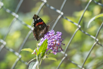 Red admiral butterfly (Vanessa Atalanta) perched on summer lilac in Zurich, Switzerland
