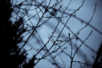 bare branches of tree in late autumn, foggy twilight, blurred background