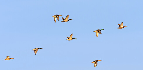 wild geese during the flight in flock