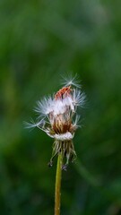 thistle in the grass