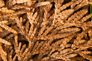 abstract pattern of fallen dried needles arborvitae, thuja or cypress