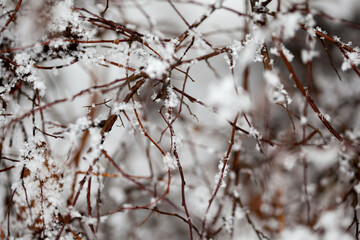 Obraz premium bare tree branches covered with snow, close up, blurred background