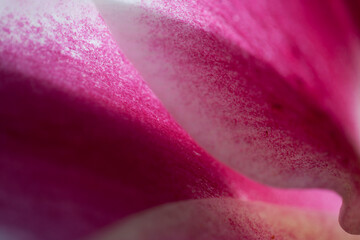 close up of pink lily petals