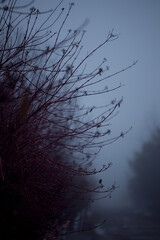bare branches of tree in late autumn, foggy twilight, blurred background