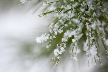 Pine branches covered with snow, closeup, every snowflake is visible, blurred background for your text