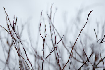 bare branches covered with snow on white sky background