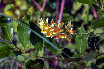 Yellow meadow flowers Linaria vulgaris Milk on a dark background close-up
