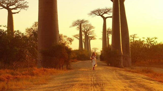 Golden sunlight envelops the iconic avenue of the baobabs in Madagascar, creating a breathtaking scene filled with warm hues and highlighting the beauty of this unique landscape