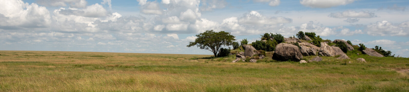 panaramic view of the Serengeti with a kopje 