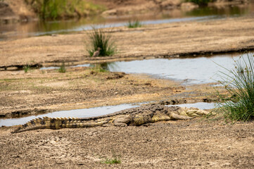 close-up of a crocodile lying on the riverbank in the ngorongoro crater tanzania