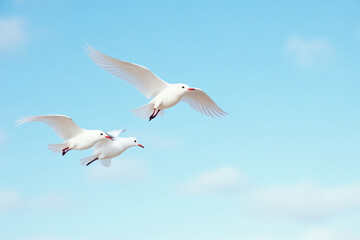 Obraz premium white birds fly together peacefully sky freedom joy tiny feathered wings