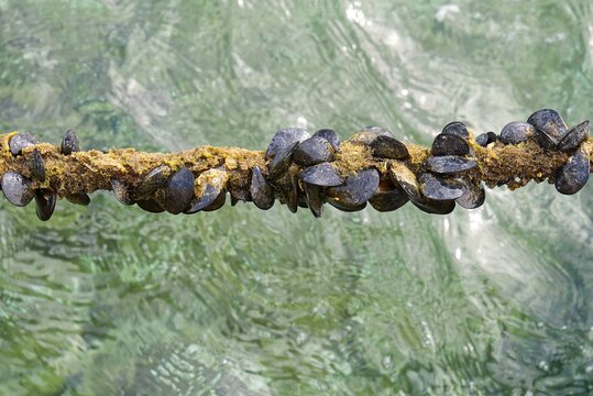 Barnacle Rope Barnacles Images – Browse 28,829 Stock Photos, Vectors, and Video ...