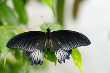 A stunning black butterfly with delicate white markings on its wings is perched on a lush green leaf. The butterflys wings are spread wide, displaying their intricate patterns.