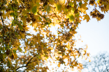 Autumn backgrounds, wallpapers with leaves in autumn colors.
