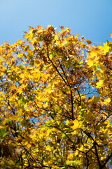 Changing the color of leaves is a sign of the season, autumn.
