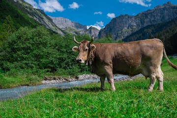 Cow on on spring meadow. Cows farm nature. Cattle eating grass, grazing on pasture. Herd of cows on an agricultural farm. Cow on lawn. Cow grazing on green meadow. Holstein cow.