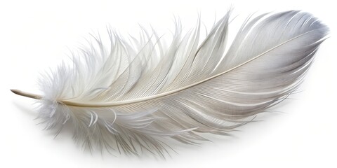 Obraz premium Single White Feather Isolated on White Background, Feather, Bird Feather