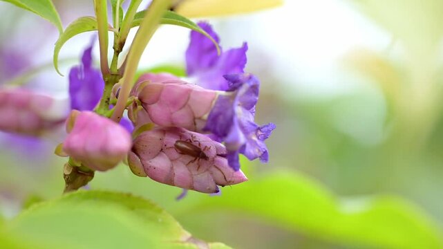 Insect walking on the karvi flower Strobilanthes callosa bud and flower. Slow motion footage. Selective focus and copy space.