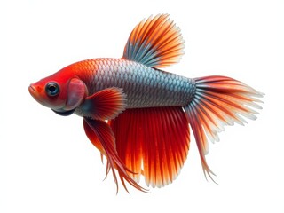 Colorful guppy fish gracefully swimming in a clear aquarium during afternoon light
