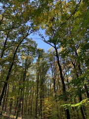 forest in autumn