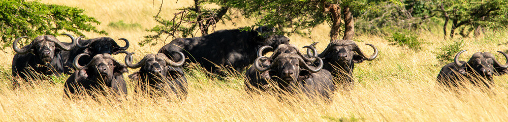 Obraz premium group of black buffalo standing and grazing in the ngorongoro crater tanzania