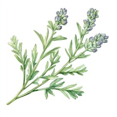 Hand painted artwork of Wormwood Herb with Medicinal Properties on White Background