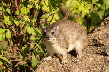 close-up of a hyrax sitting on a kopje in the serengeti tanzania